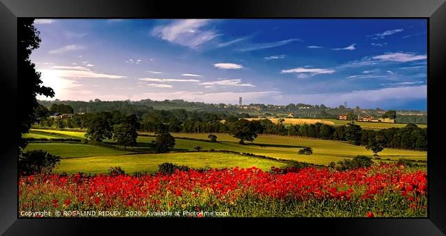 "Panorama Poppies" Framed Print by ROS RIDLEY