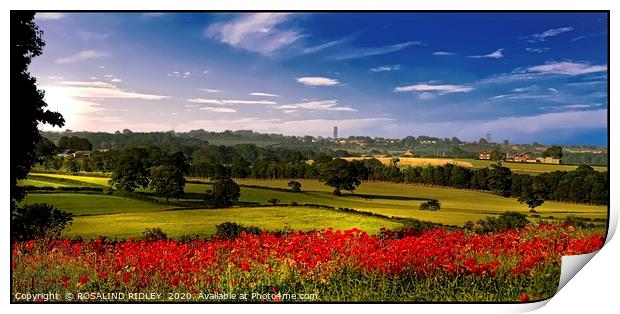 "Panorama Poppies" Print by ROS RIDLEY