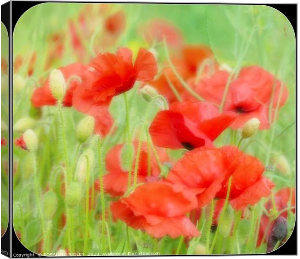 "Misty Poppies" Canvas Print by ROS RIDLEY