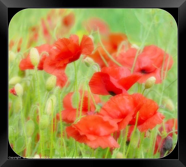 "Misty Poppies" Framed Print by ROS RIDLEY