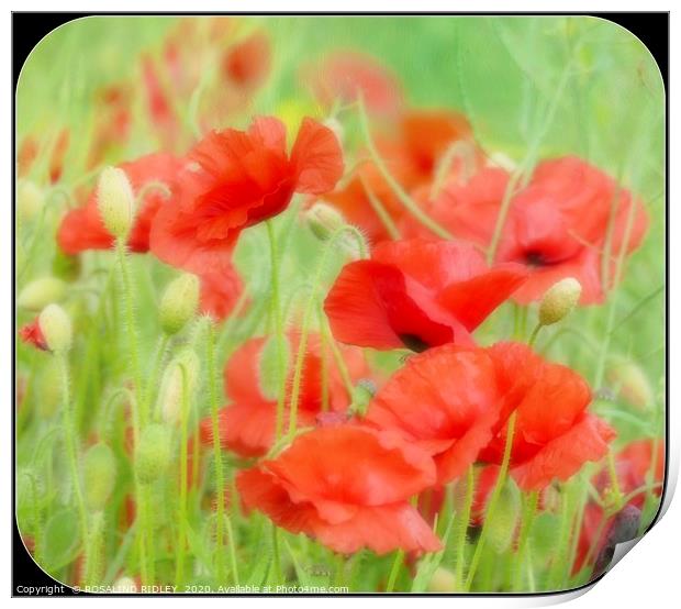 "Misty Poppies" Print by ROS RIDLEY