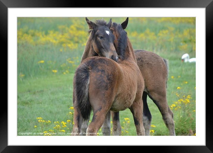 Two become one Framed Mounted Print by mike wingrove