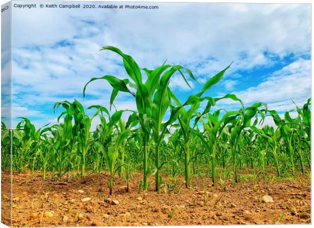Corn Growing In The Field Canvas Print by Keith Campbell