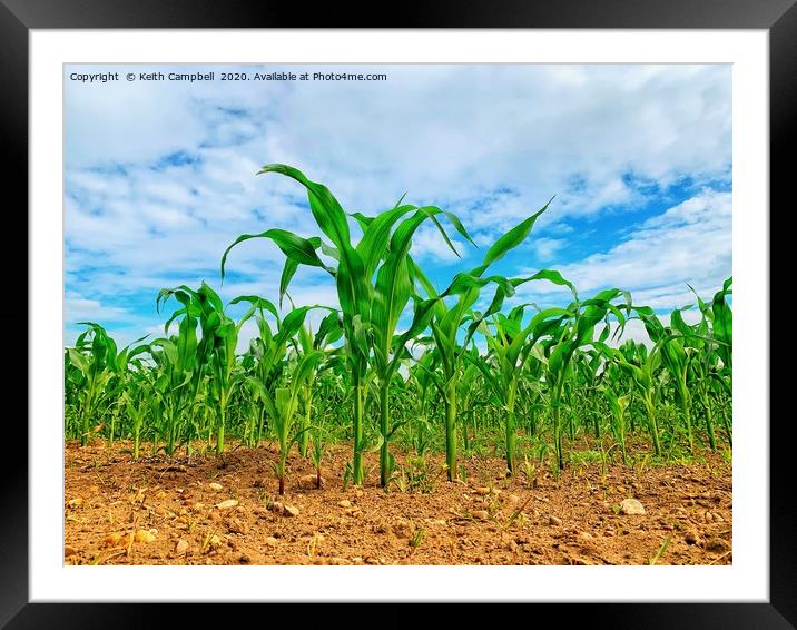 Corn Growing In The Field Framed Mounted Print by Keith Campbell