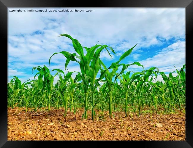 Corn Growing In The Field Framed Print by Keith Campbell