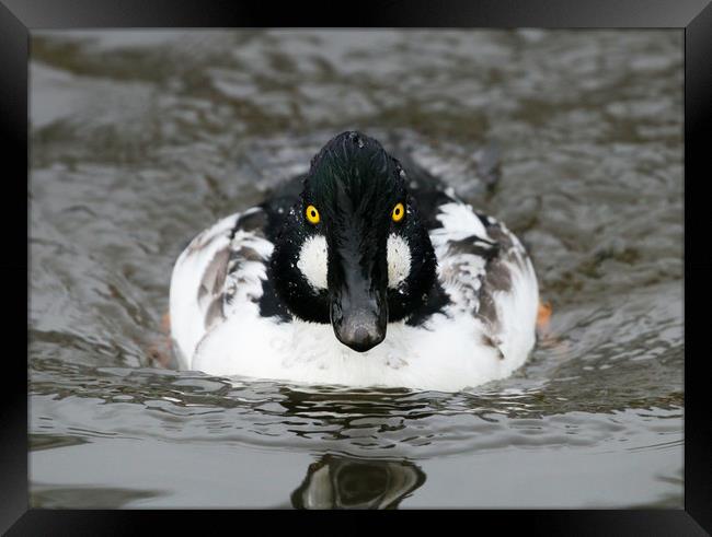 Majestic Male GoldenEye Duck Framed Print by Simon Marlow