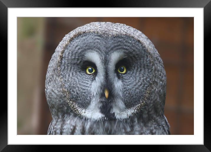Great Grey Owl Framed Mounted Print by Simon Marlow