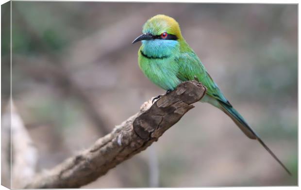 Vibrant Green Bee Eater in Exotic Yala Canvas Print by Simon Marlow