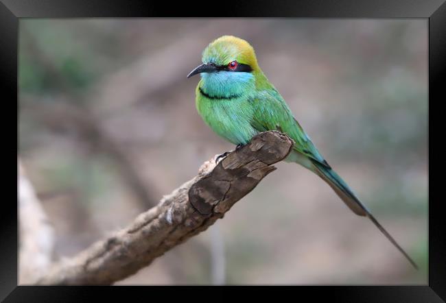 Vibrant Green Bee Eater in Exotic Yala Framed Print by Simon Marlow