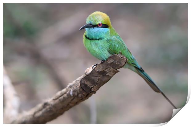 Vibrant Green Bee Eater in Exotic Yala Print by Simon Marlow