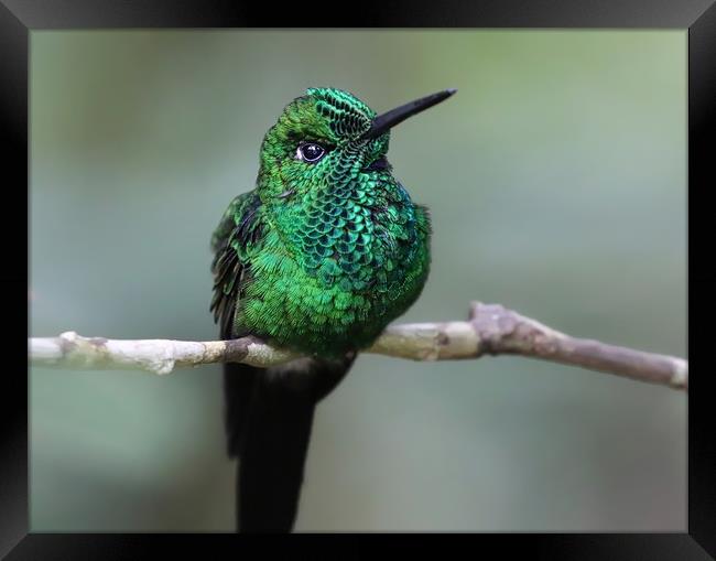 Graceful Green Hummingbird Framed Print by Simon Marlow