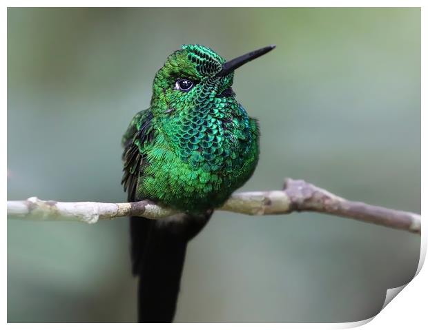 Graceful Green Hummingbird Print by Simon Marlow