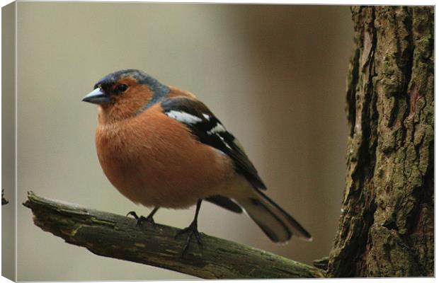 Chaffinch on a branch Canvas Print by Catherine Fowler