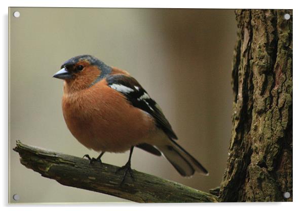 Chaffinch on a branch Acrylic by Catherine Fowler