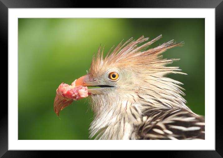 Guira Cuckoo with a beak full of food Framed Mounted Print by Simon Marlow