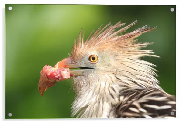 Guira Cuckoo with a beak full of food Acrylic by Simon Marlow