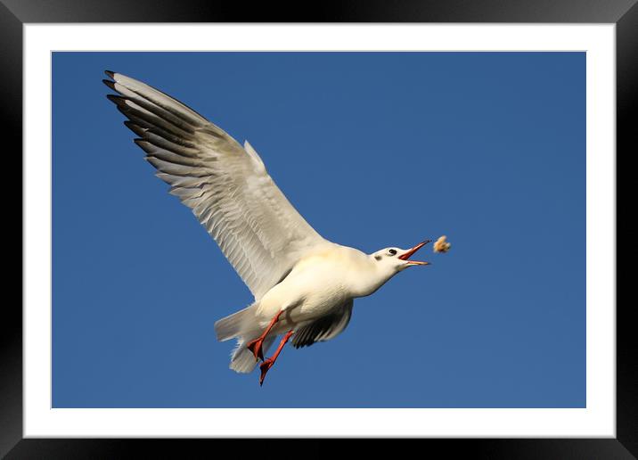Gull catching food in flight Framed Mounted Print by Simon Marlow