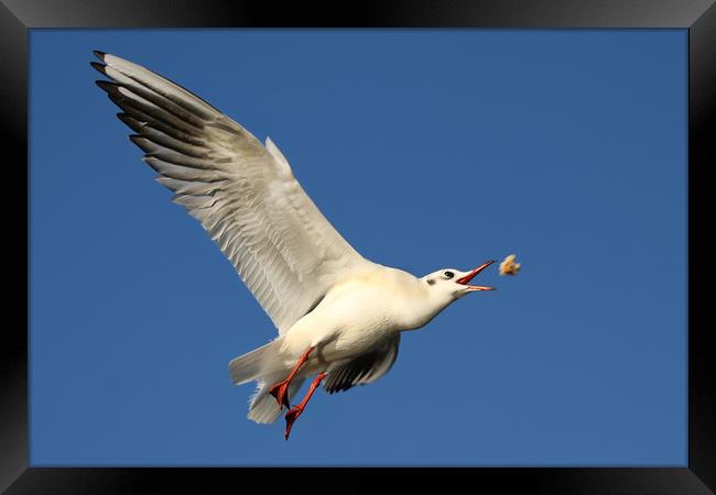 Gull catching food in flight Framed Print by Simon Marlow