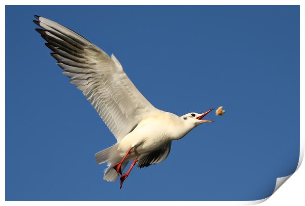 Gull catching food in flight Print by Simon Marlow
