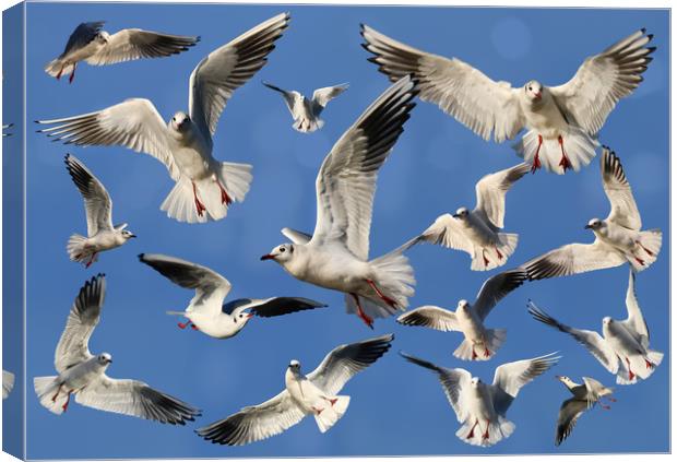 A sky full of Gulls Canvas Print by Simon Marlow
