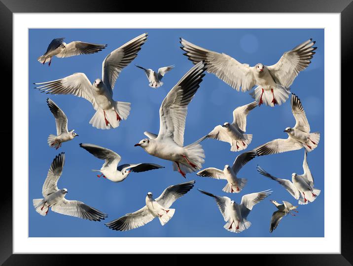 A sky full of Gulls Framed Mounted Print by Simon Marlow
