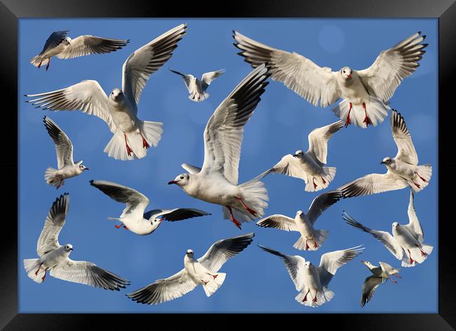 A sky full of Gulls Framed Print by Simon Marlow