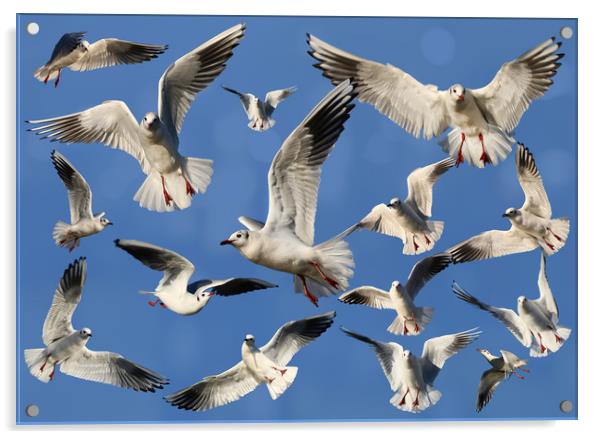A sky full of Gulls Acrylic by Simon Marlow