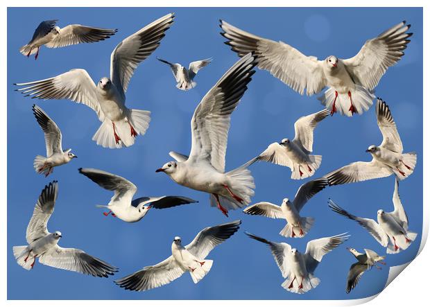 A sky full of Gulls Print by Simon Marlow