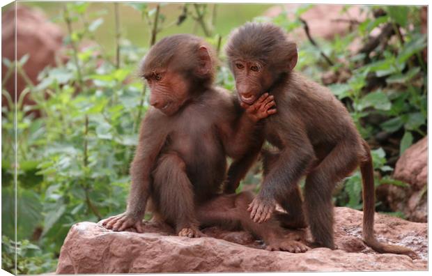 Joyful Baboons Rocking Out Canvas Print by Simon Marlow