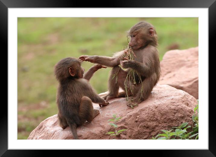 Playful Baboon Pals Framed Mounted Print by Simon Marlow