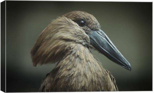 Majestic Hammerkop Bird in Natural Habitat Canvas Print by Simon Marlow