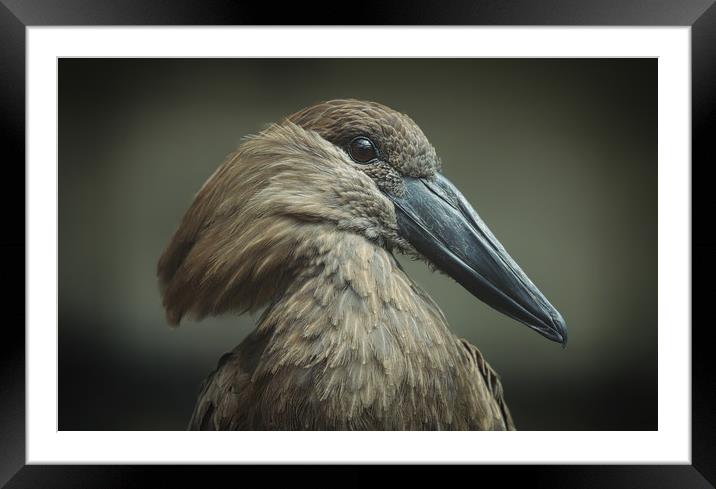 Majestic Hammerkop Bird in Natural Habitat Framed Mounted Print by Simon Marlow