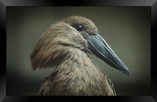 Majestic Hammerkop Bird in Natural Habitat Framed Print by Simon Marlow