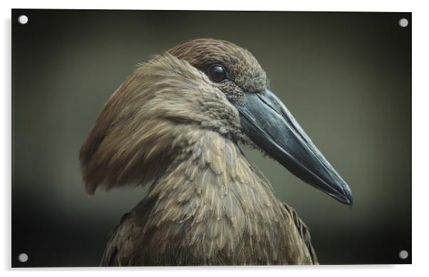 Majestic Hammerkop Bird in Natural Habitat Acrylic by Simon Marlow