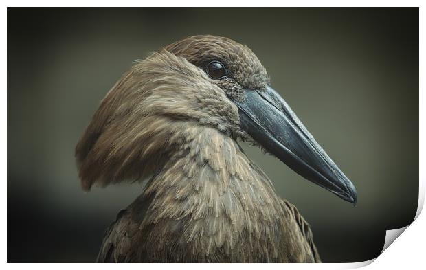 Majestic Hammerkop Bird in Natural Habitat Print by Simon Marlow