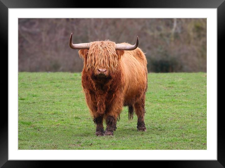 Highland Cow standing in a field Framed Mounted Print by Simon Marlow