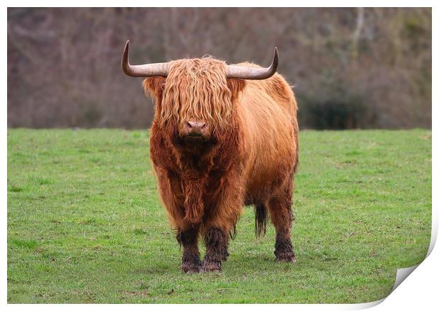 Highland Cow standing in a field Print by Simon Marlow