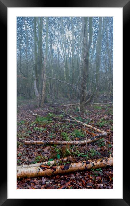 Misty Winter Woodland Framed Mounted Print by Colin Metcalf