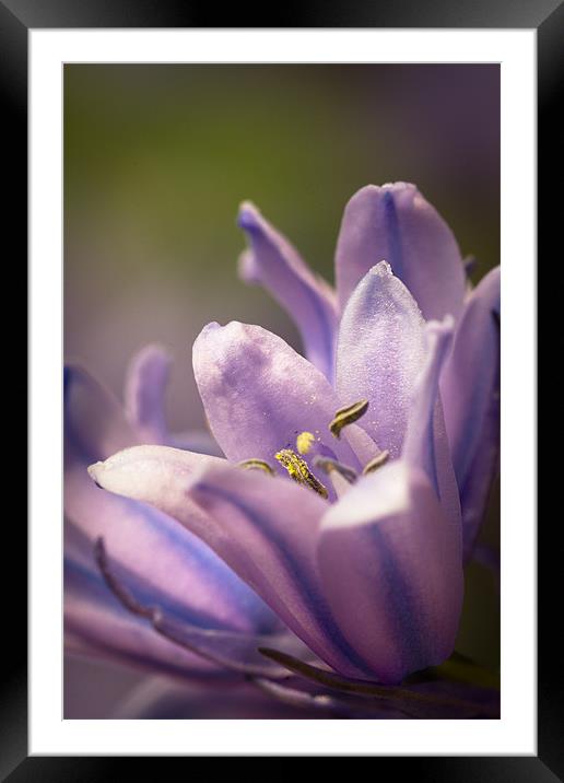 Light up the darkness - Bluebell Framed Mounted Print by Simon Wrigglesworth