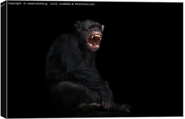 Chimpanzee Showing His Teeth Canvas Print by rawshutterbug 
