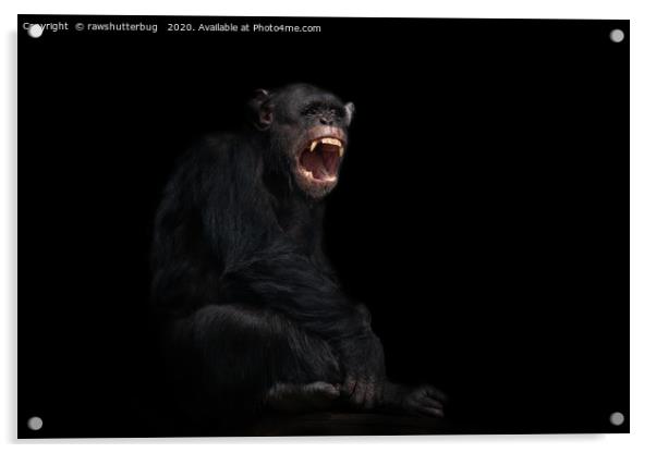 Chimpanzee Showing His Teeth Acrylic by rawshutterbug 