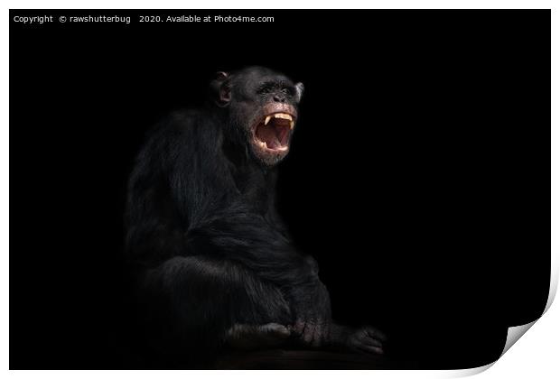 Chimpanzee Showing His Teeth Print by rawshutterbug 