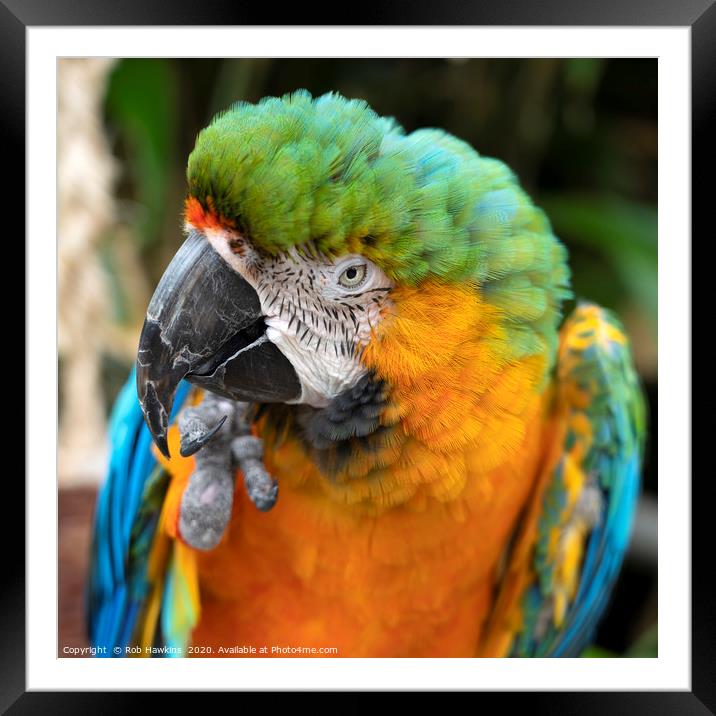 Portrait of a Macaw  Framed Mounted Print by Rob Hawkins