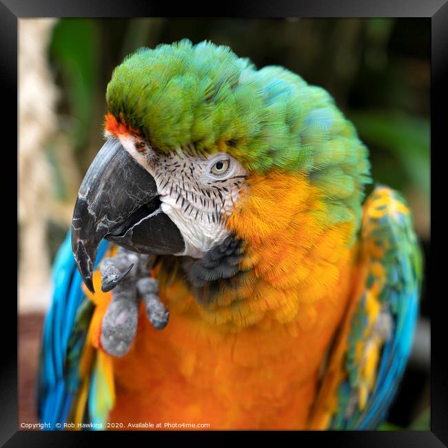 Portrait of a Macaw  Framed Print by Rob Hawkins