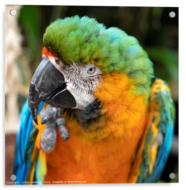 Portrait of a Macaw  Acrylic by Rob Hawkins