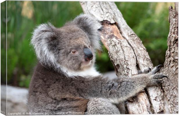 Portrait of a Koala Canvas Print by Rob Hawkins