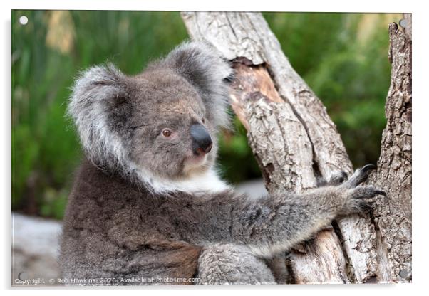 Portrait of a Koala Acrylic by Rob Hawkins