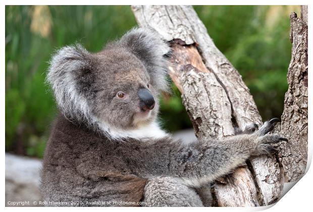 Portrait of a Koala Print by Rob Hawkins