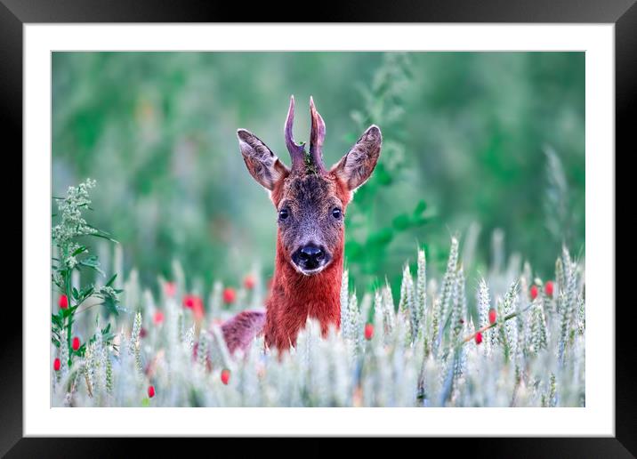 Roe Deer in the Poppy Field Framed Mounted Print by Dave Newman
