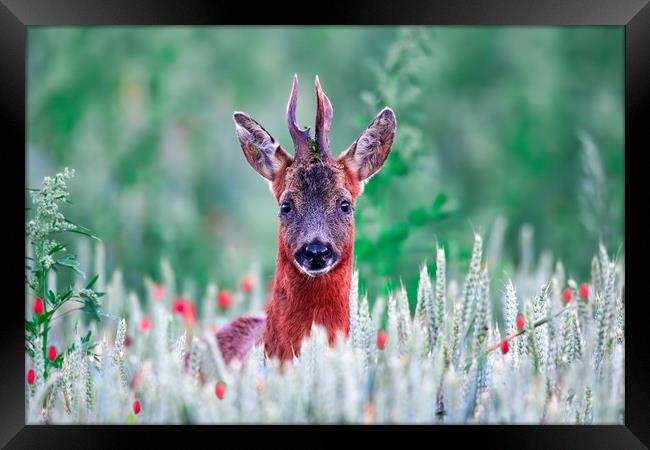 Roe Deer in the Poppy Field Framed Print by Dave Newman